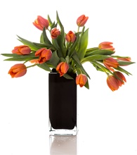 Gorgeous Fresh Cut Tulips