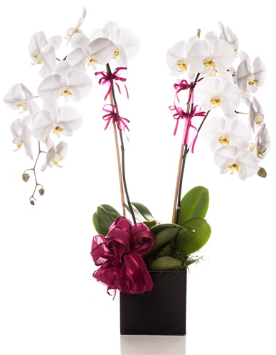 Double Stem Orchid Plant