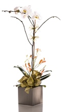 Orchid Plant Arrangement